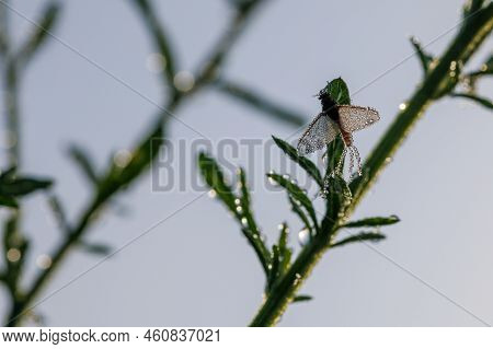Imago Of Ephemeroptera Mayfly Sits On Grass With Dew Drops On Wings At Summer Morning