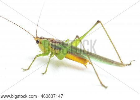 The Black-kneed Conehead Or Black-kneed Meadow Katydid (conocephalus Melaenus), Isolated On White Ba