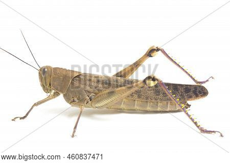 Javanese Grasshopper (valanga Nigricornis ) Isolated On White Background.