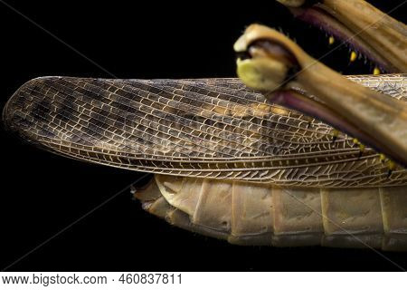 Javanese Grasshopper (valanga Nigricornis ) Isolated On Black Background.