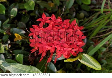 Jasmine Flower (also Called Ixora, Jungle Flame, Jungle Geranium) With A Green Blur  Background At G