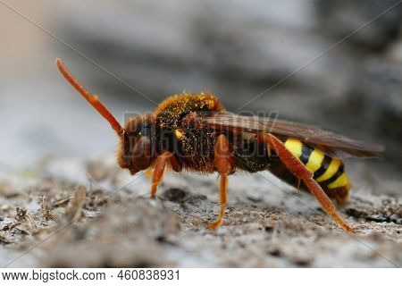 Detailed Closeup Of A Colorful Red Female Lathbury's Nomad Bee , Nomada Lathburiana, In The Sand