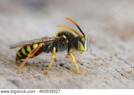 Detailed Closeup Of A Colorful Red Female Lathbury's Nomad Bee , Nomada Lathburiana, On Wood