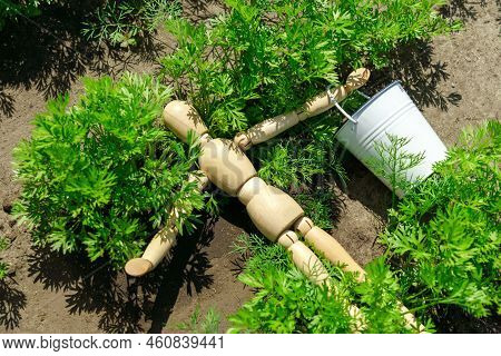 Growing Young Carrots In The Garden. Harvesting With A Wooden Dummy.