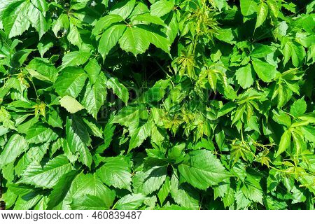 Ornamental Shrub Leaves. Living Fence Close Up. Green Background.