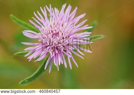 Closeup On A Soft Purple Flower Of Knapweed , Centaurea Jacea Against A Green Background In The Gard