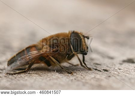 Detailed Closeup On A Common Drone Fly, Eristalis Tenax Sitting On Wood In The Garden