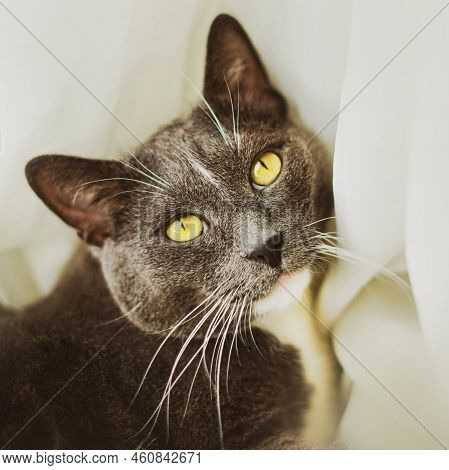 Portrait Of A Cute Gray Domestic Cat With Yellow Eyes Lying Near A White Curtain. Favorite Pet.