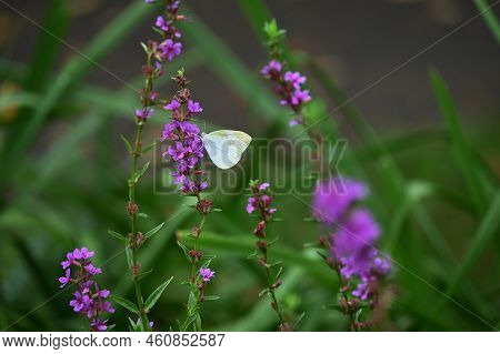 Loosestrife ( Lythrum Anceps ) Flowers And A Butterfly. Lythraceae Perennial Plants. Blooms From Jul