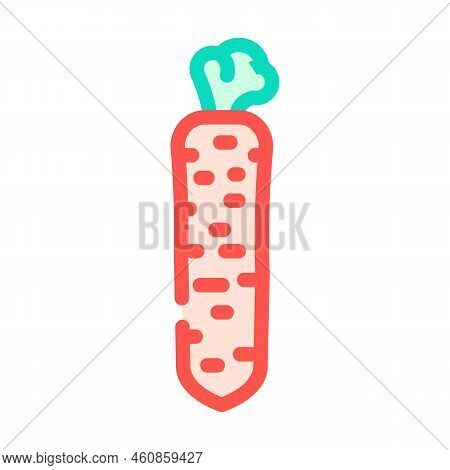 Nantes Carrot Color Icon Vector. Nantes Carrot Sign. Isolated Symbol Illustration