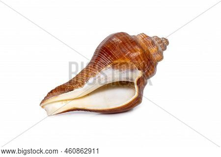 Image Of Pugilina Cochlidium (spiral Melongena) On A White Background. Red Sea Snail. Undersea Anima
