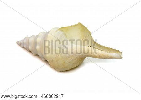 Images Of White Conch Shell Isolated On White Background. Undersea Animals. Sea Shells.