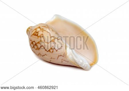 Image Of Cymbiola Nobilis Sea Shell Is A Marine Gastropod Mollusk In The Family Volutidae Isolated O