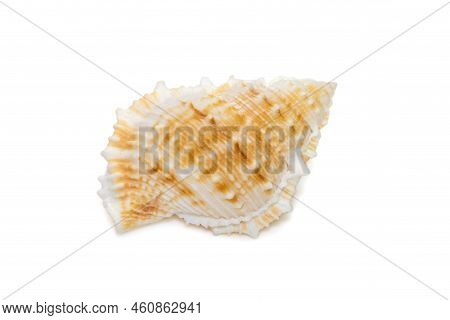 Image Of Bufonaria Rana Sea Shell Is A Species Of Sea Snail, A Marine Gastropod Mollusk In The Famil