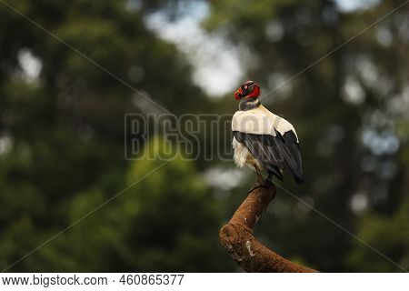 King Vulture (sarcoramphus Papa) On A Branch, San Pedrillo, Corcovado, Costa Rica.king Vulture, Is T