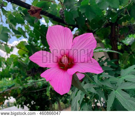 Blooming Swamp Rose Mallow, A Species Of Hibiscus Also Know As Crimsoneyed Rose-mallow, Rose-mallow,