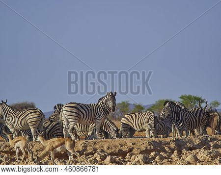 Group Of Plains Zebras Together With Red Hartebeest At A Water Hole In Etosha National Park Namibia