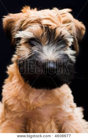 Irský Soft Coated Wheaten teriér