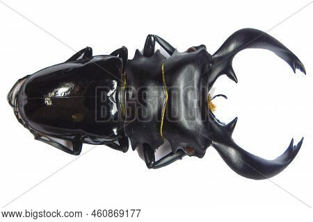Fantasy Black Beetle With Huge Scary Jaws Isolated On White, Lucanidae, Horror, Halloween