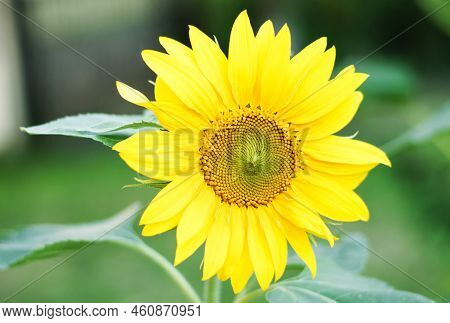 Close-up Of A Beautiful Sunflower In A Field, Hokuto, Yamanashi, Japan
