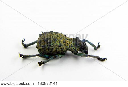 Unusual Weevil Beetle Holonychus Saxosus Isolated On White. Collection Beetles. Curculionidae. Coleo