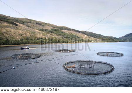 Fish Farm Salmon Round Nets In Natural Environment Loch Fyne Arygll And Bute Scotland