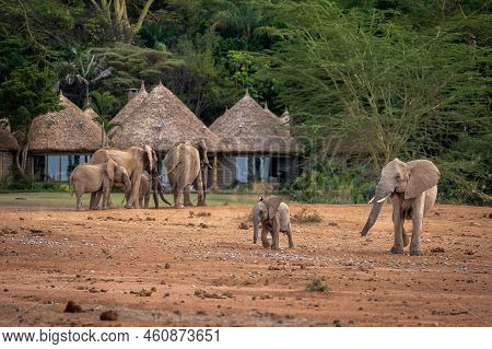 African Bush Elephants Walk Past Safqri Lodge