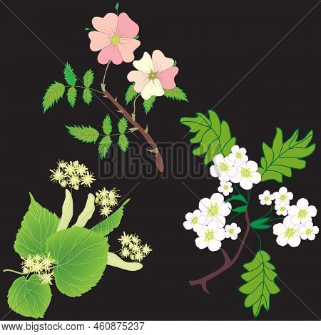 Seamless Pattern With Branches With Flowers Of Officinal Plans  - Linden Tree, Hawthorn, Dog Rose On