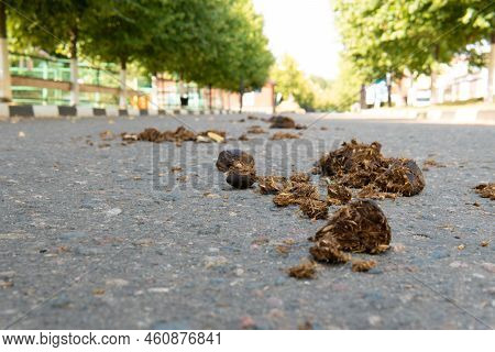 Horse Excrement Dung Manure Dirty Animal Organic Pile Road, For Brown Natural For Crap For Droppings
