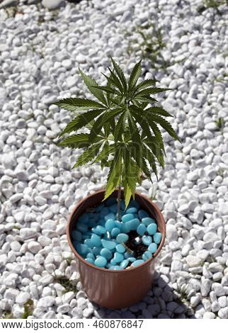 A View Of Marjuana Plant In A Garden
