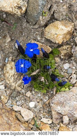 View Of Genziana Blue Flower In Italy
