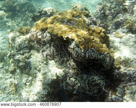 A View Of The Coral Reef