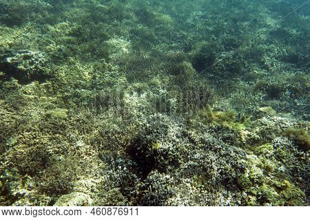 A View Of The Coral Reef