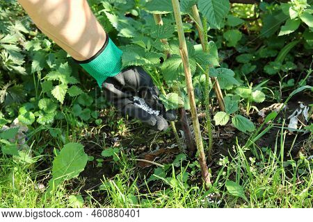 Fertilization Of Plants With Potash And Phosphorus Fertilizers. Hand In A Glove With Fertilizer. Sel