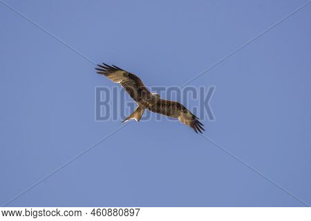 Red Kite, Milvus Milvus, In Flight. This Kite Is Endemic To The Western Palearctic Region In Europe 