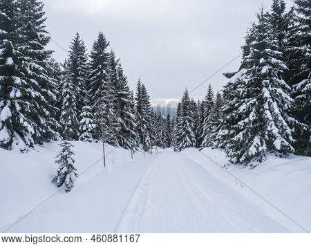 Snowy Road In Winter Forest With Snow Covered Spruce Trees In Krkonose Mountains, Czech Republic