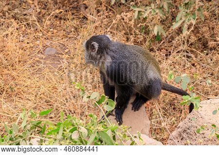 Blue Monkey Or Diademed Monkey (cercopithecus Mitis) In Lake Manyara National Park In Tanzania