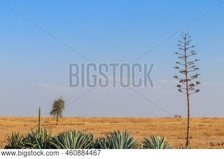 Sisal (agave Sisalana) In African Savanna In Tanzania
