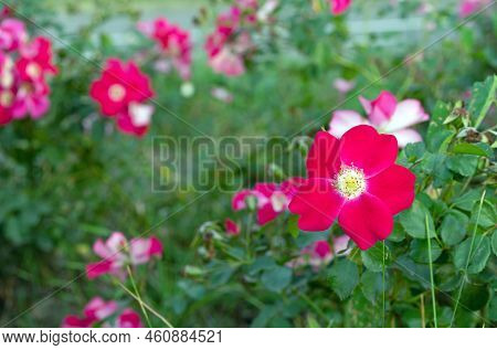 Red-pink Flowers Alpine Rose, Alpine Rosehip, Mountain Rosehip, Wild Rose Or Rosa Pendulina.
