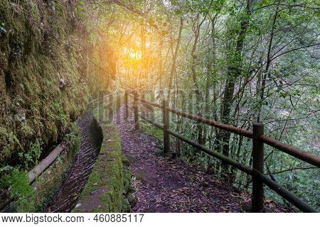 Landscape With   Forest Vegetation In Natural Parc Los Tiles, La Palma Island, Spain