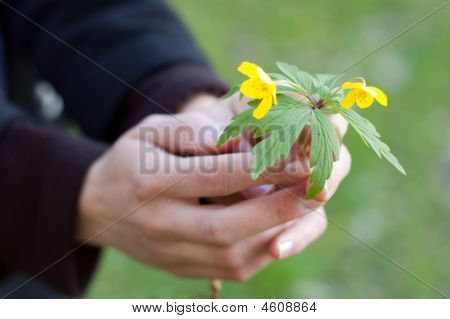꽃
