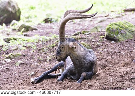Iberian Ibice Resting In The Pyrenean Forest.