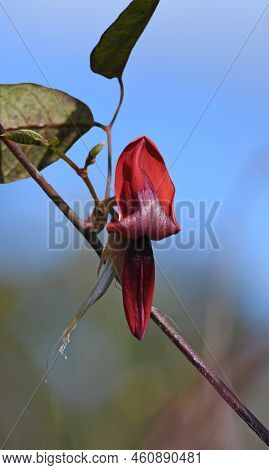 Red Flower Of The Australian Native Dusky Coral Pea, Kennedia Rubicunda, Family Fabaceae, Growing In