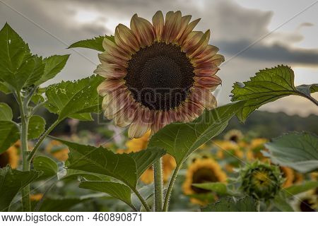 A Summer Evening At Liberty Farms Sunflower Maze