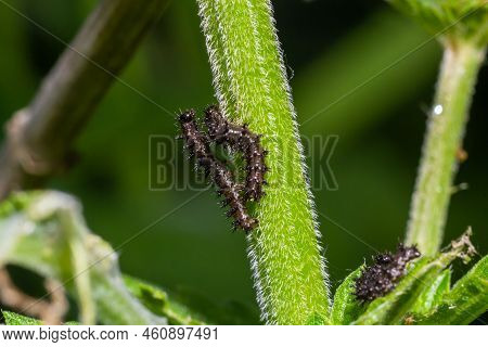 Buck Moth Caterpillars, Hemileuca Maia, On A Leaf