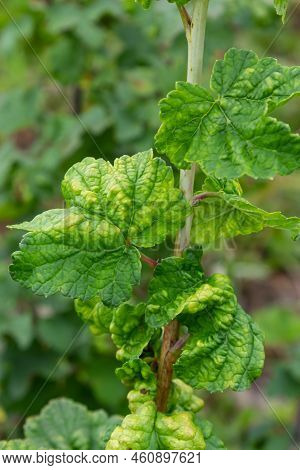 Gallic Aphid On The Leaves Of Red Currant. The Pest Damages The Currant Leaves, Red Bumps On The Lea