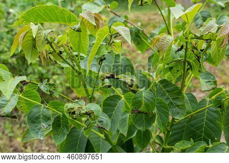 Walnut Anthracnose Or Walnut Black Spot - Gnomonia, Ophiognomonia Leptostyla, Fungal Plant Pathogen