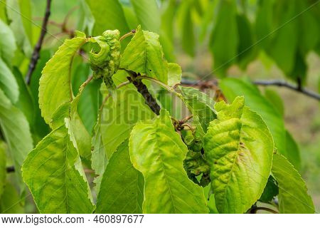 Twisted Leaves Of Cherry. Cherry Branch With Wrinkled Leaves Affected By Black Aphid. Aphids, Aphis