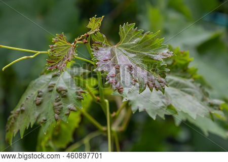 Grapevine Leaves With Erinosis, A Disease Of The Mite Colomerus Vitis.