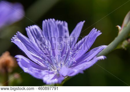 Common Chicory Or Cichorium Intybus Flower Blossoms Commonly Called Blue Sailors, Chicory, Coffee We
